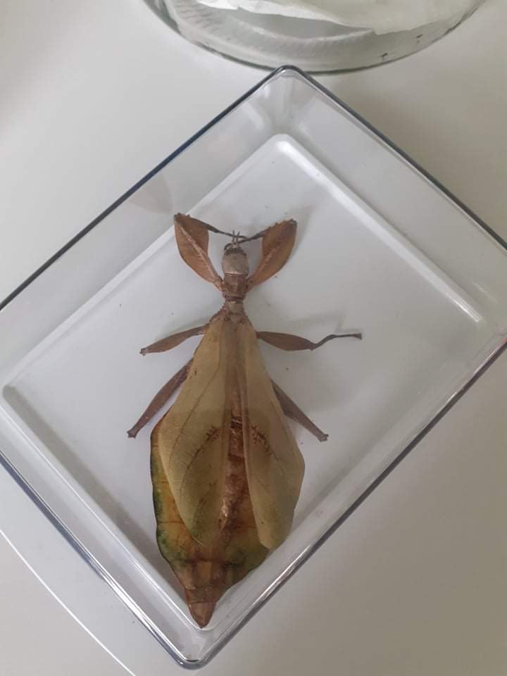 lupenitka1
