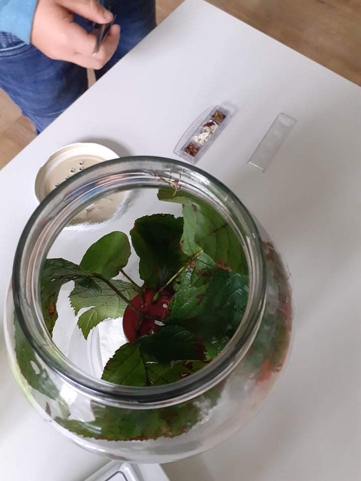 lupenitka2