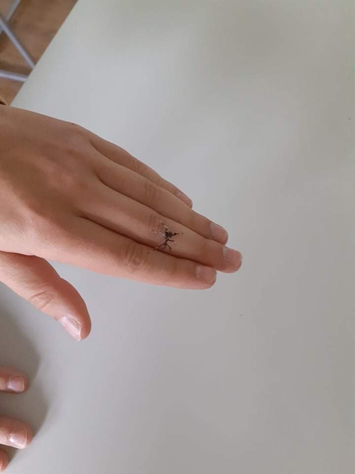 lupenitka3